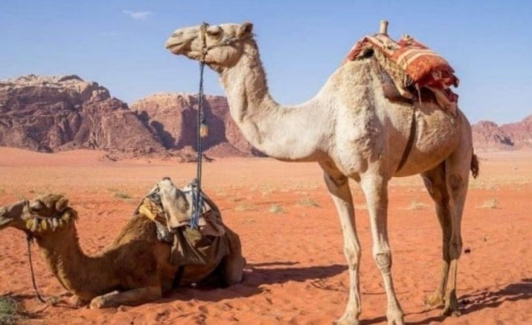 Adaptation at Its Best: Why Do Camels Live in the Desert?